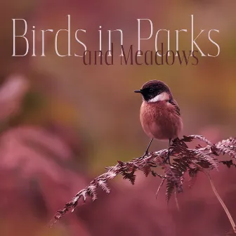 Birds in Parks and Meadows by Bird Song Group