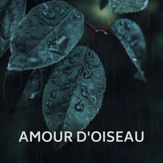 Amour D'oiseau