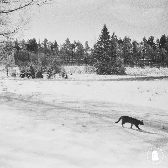 Snow Cat