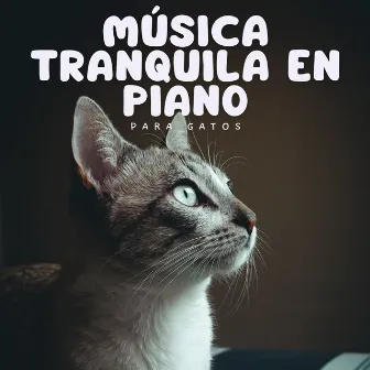 Música Tranquila En Piano Para Gatos by Jazz suave de lujo