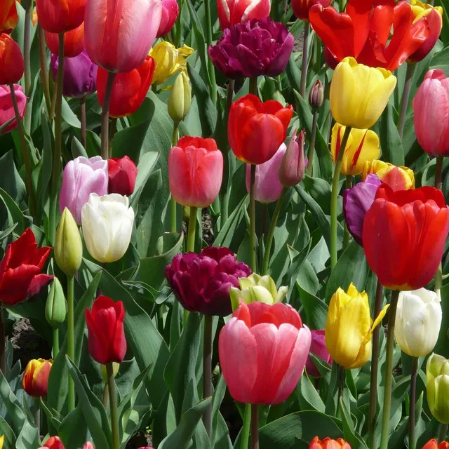 tulips