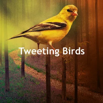 Tweeting Birds by Calm Singing Birds Zone