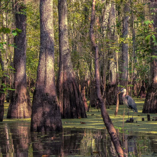 Lost in the Bayou