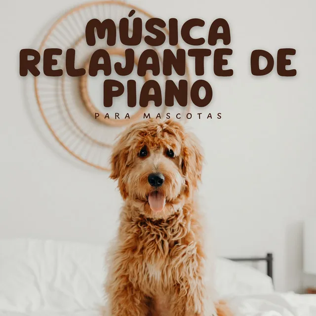 Música Relajante De Piano Para Mascotas