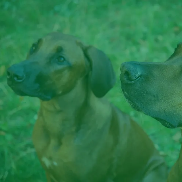 Dashing Lonely Puppies