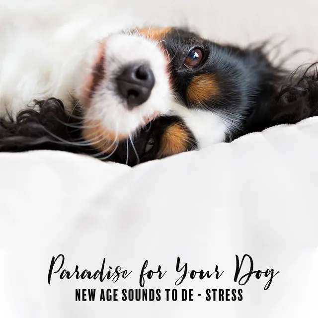 Paradise for Your Dog : New Age Sounds to Cure over Agitation, De -Stress