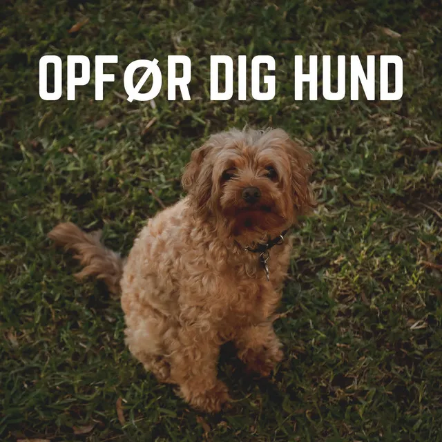 Opfør Dig Hund