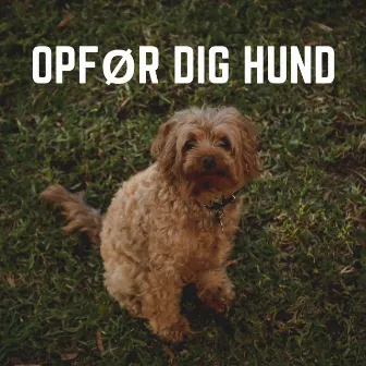 Opfør Dig Hund by Instrumentelle Hundemusik