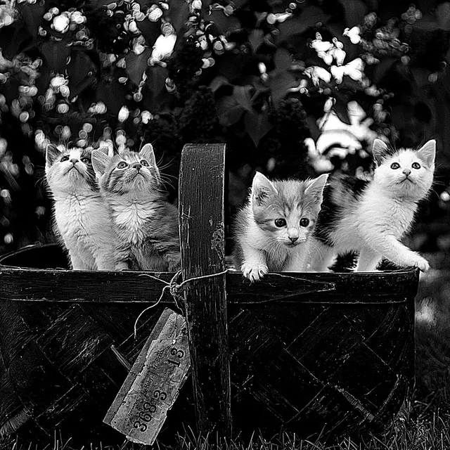 Suave Piano and Glockenspiel - Background for Kittens