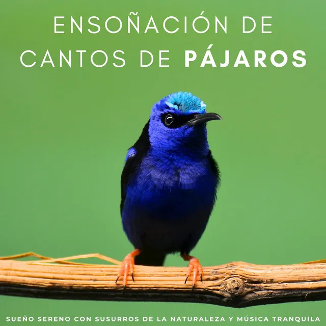 Serenata Plácida De Plumas