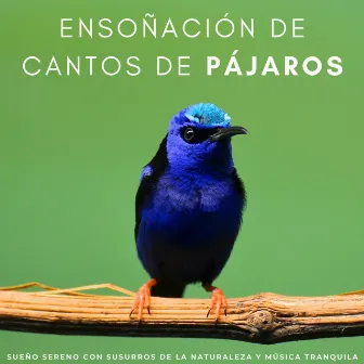 Ensoñación De Cantos De Pájaros: Sueño Sereno Con Susurros De La Naturaleza Y Música Tranquila by Sonidos curativos para un sueño profundo y relajación