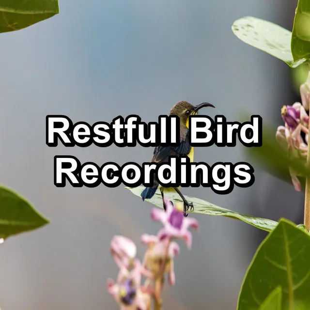 Dreamy Bird Sounds For Studying To Loop for 8 Hours