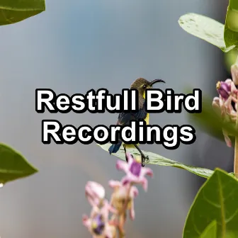 Restfull Bird Recordings by Relax Bird Sounds