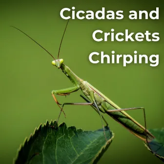 Cicadas and Crickets Chirping by Naturae