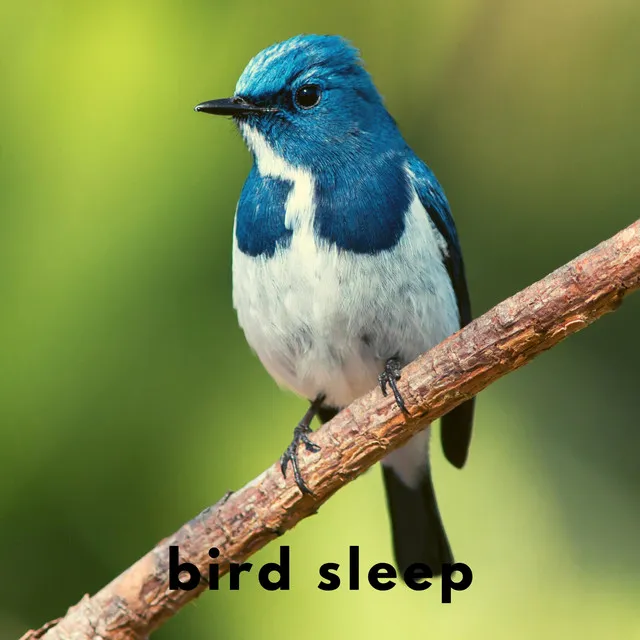 Bird Sleep