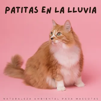 Patitas En La Lluvia: Naturaleza Ambiental Para Mascotas by Mascotas dormidas