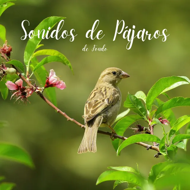 Sonidos de Pajaros en el Bosque, Pt. 12