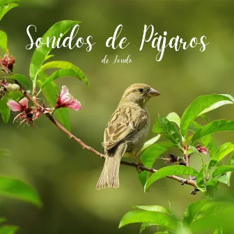 Sonidos de Pájaros de Fondo by Hola Pájaros