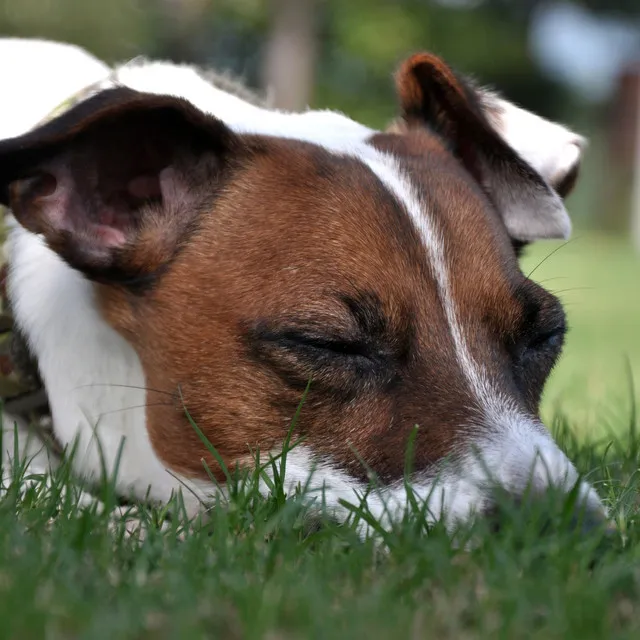 Crickets' Night Serenade: Ambient Forest Lullaby for Dogs