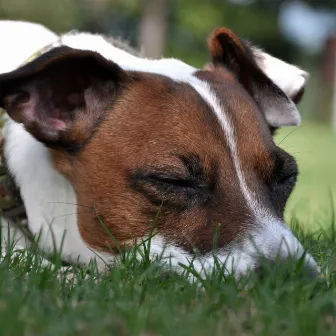 Crickets' Night Serenade: Ambient Forest Lullaby for Dogs by Night Crickets