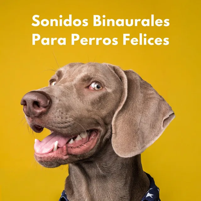 Sonidos Binaurales Para Perros Felices