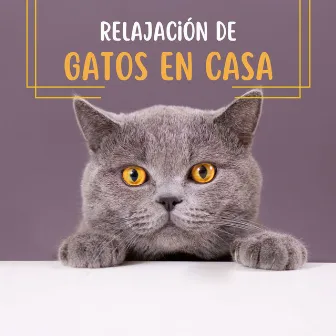 Relajación de Gatos en Casa: Sonidos Reconfortantes para la Ansiedad Felina by Unknown Artist