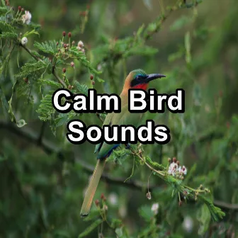 Calm Bird Sounds by Nature And Bird Sounds