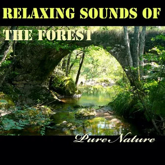 Relaxing Sounds of the Forest by Unknown Artist