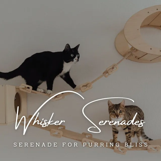 Piano Whisker Serenades: Harmonic Cat Melodies