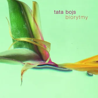 Biorytmy by Tata Bojs