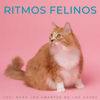 Ritmos Felinos: Lofi Para Los Amantes De Los Gatos by El Rey Lofi