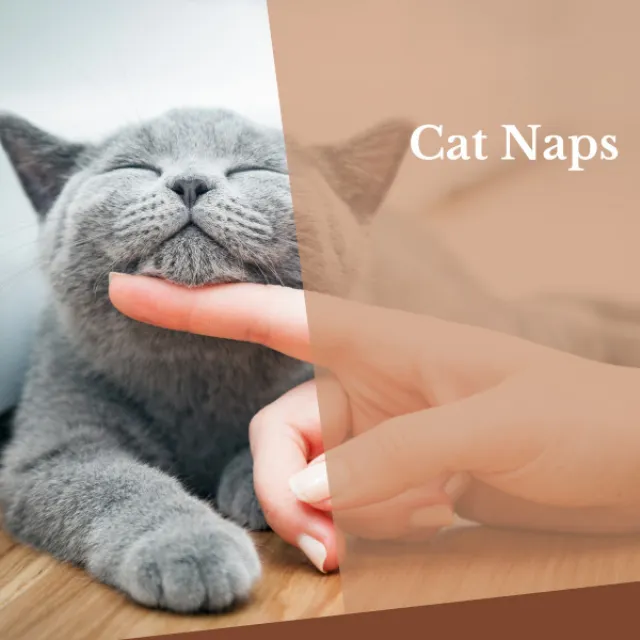 2021 Cat Naps