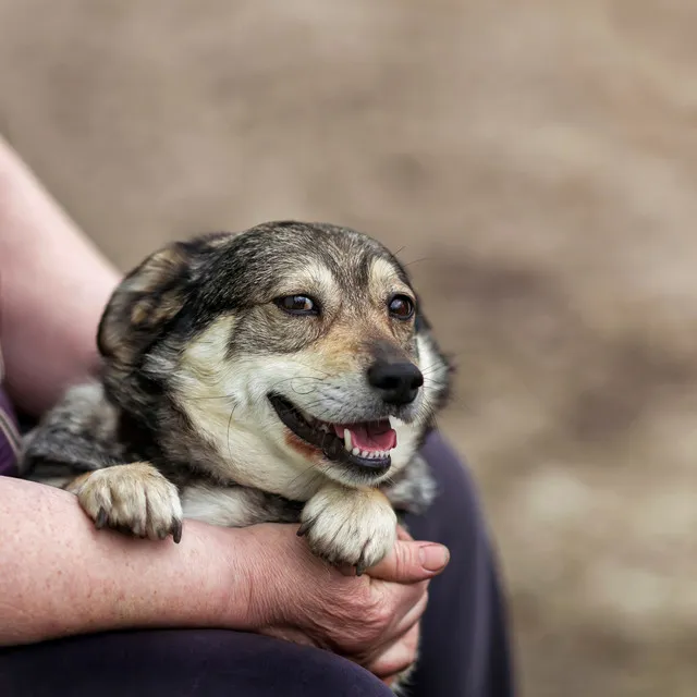 Woofing Jazz Grooves: Laid-back Melodies for Content Dogs