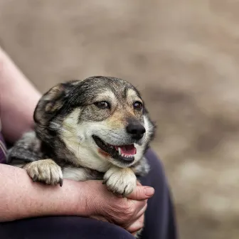 Woofing Jazz Grooves: Laid-back Melodies for Content Dogs by Dog Sleeping Music