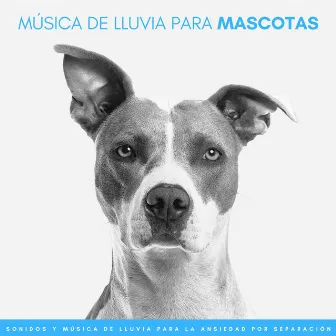 Música De Lluvia Para Mascotas: Sonidos Y Música De Lluvia Para La Ansiedad Por Separación by Naturaleza registrada