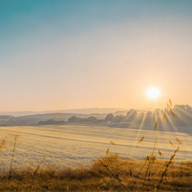 Field of Beauty