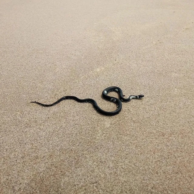 Snake On The Beach