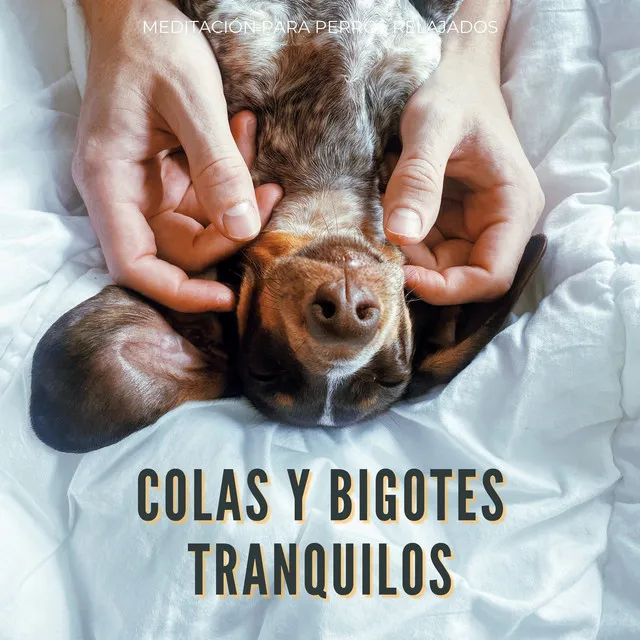 Colas Y Bigotes Tranquilos: Meditación Para Perros Relajados