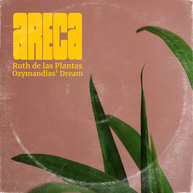 Areca