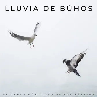 Lluvia De Búhos: El Canto Más Dulce De Los Pájaros by Coleccionistas de sonidos de pájaros