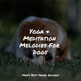 Yoga & Meditation Melodies For Dogs by Unknown Artist