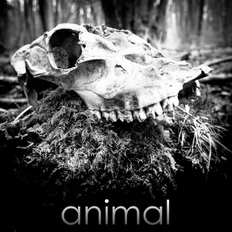 Animal by Christian Bruzelius