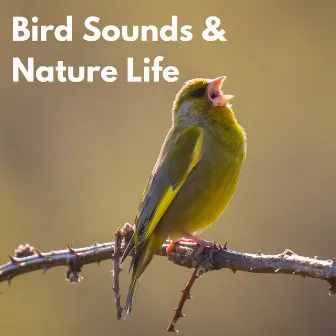 Bird Sounds & Nature Life by Birds Singing