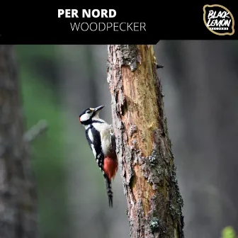 Woodpecker by Per Nord