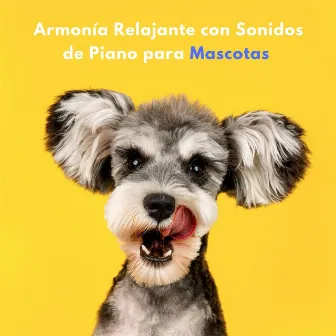 Armonía Relajante Con Sonidos De Piano Para Mascotas by Jazz Matutino