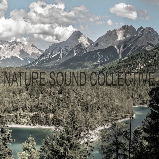 Nature Sound Collective