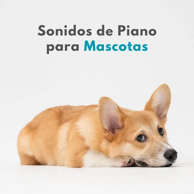 Sonidos De Piano Para Mascotas