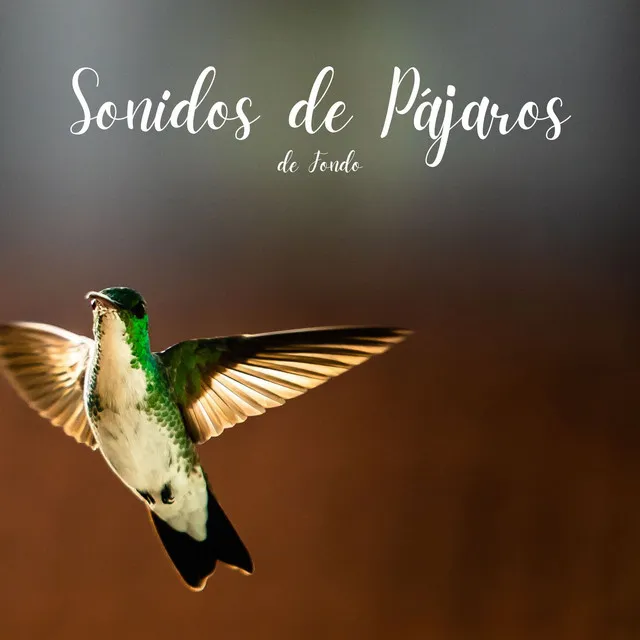 Sonidos de Pájaros de Fondo