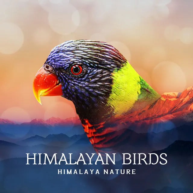 Himalayan Birds