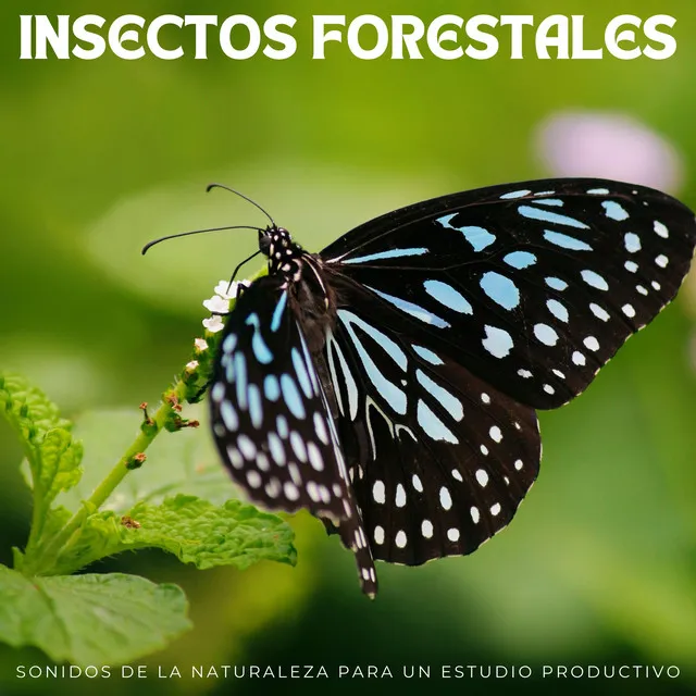 Ecos De La Iluminación En Insectos